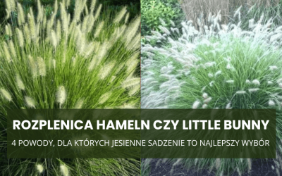 Rozplenica Hameln czy Little Bunny? 4 powody, dla których jesienne sadzenie to najlepszy wybór