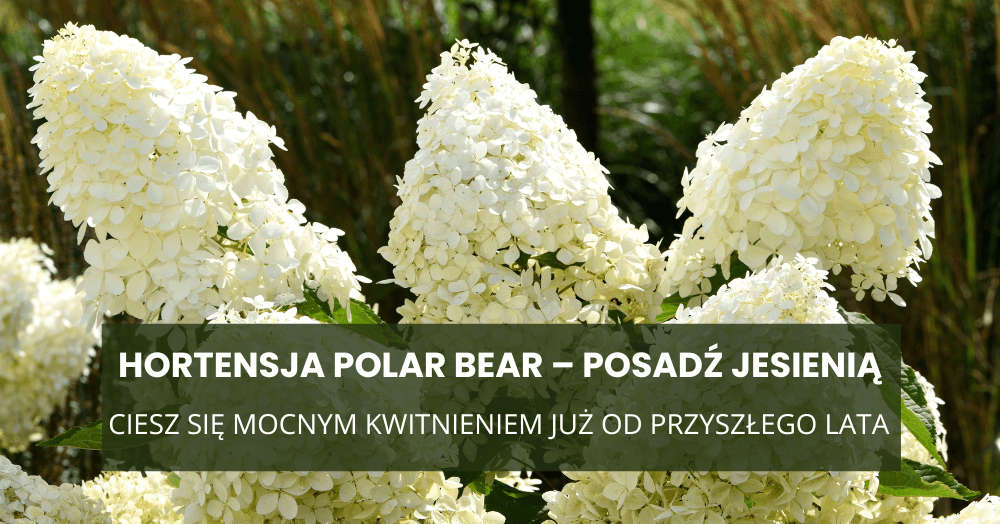 Hortensja Polar Bear – posadź jesienią i ciesz się mocnym kwitnieniem już od przyszłego lata