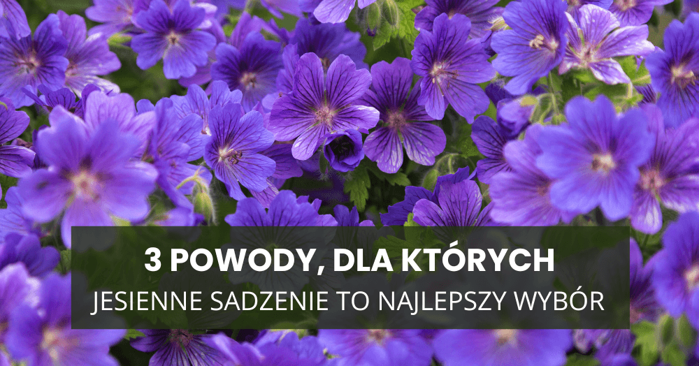 Bodziszek Rozanne i brunnera – 3 powody, dla których jesienne sadzenie to najlepszy wybór