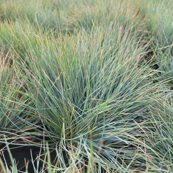 Kostrzewa Sina Festuca glauca 'Elijah Blue' 1