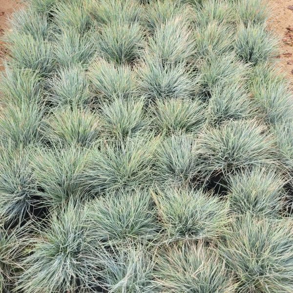 Kostrzewa Sina Festuca glauca 'Elijah Blue'