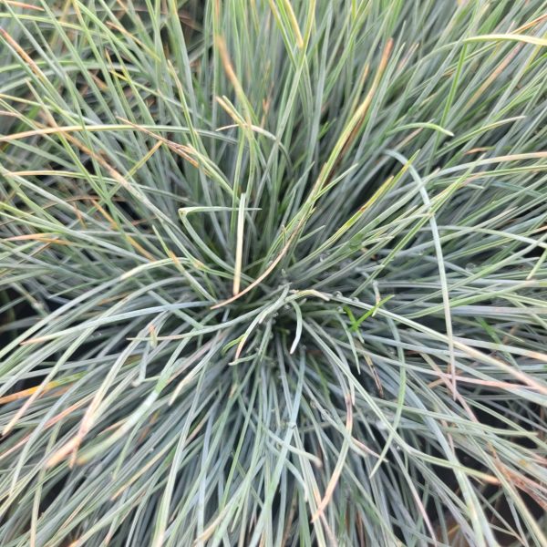 Kostrzewa Sina Festuca glauca 'Elijah Blue'2