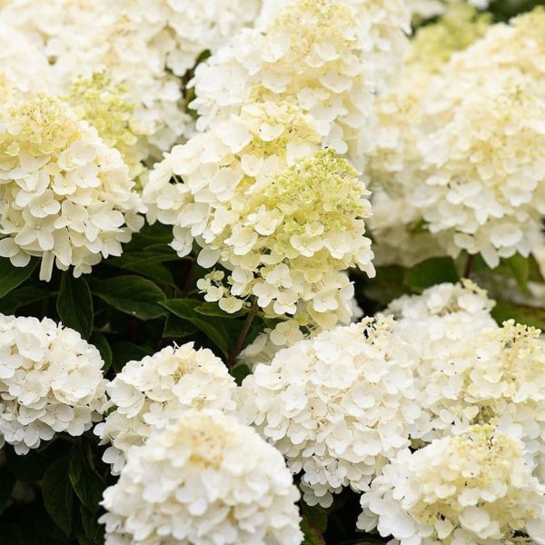 Hortensja Bukietowa 'Living Summer Snow' PBR