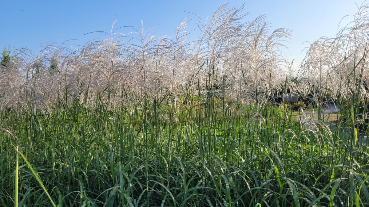 Miskant Chiński 'Memory' - obrazek 5