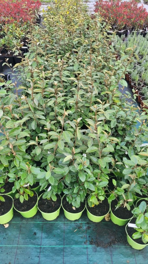 Oliwnik Zimozielony (Elaeagnus ebbingei)