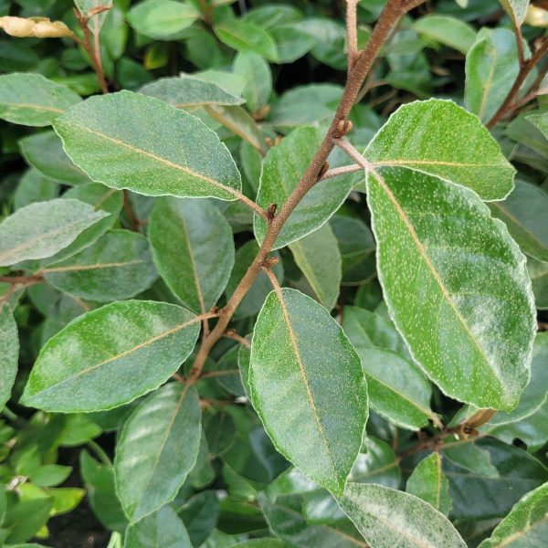 Oliwnik Zimozielony (Elaeagnus ebbingei)1