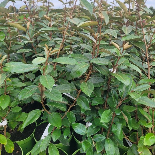 Oliwnik Zimozielony (Elaeagnus ebbingei)2