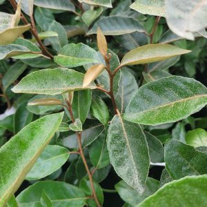 Oliwnik Zimozielony (Elaeagnus ebbingei)3