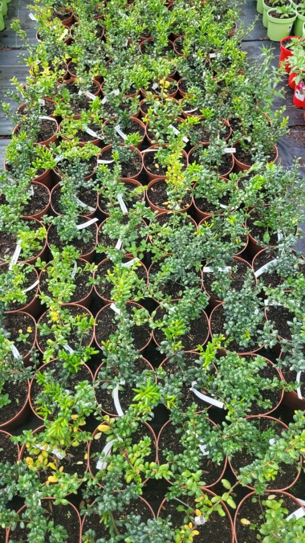 Ostrokrzew Karbowanolistny 'Rotundifolia' (Ilex crenata 'Rotundifolia')