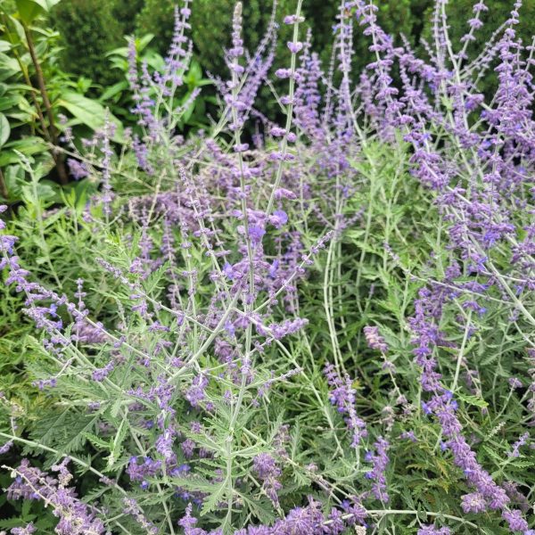 Perowskia Łobodolistna 'Lacey Blue' (Perovskia atriplicifolia 'Lacey Blue')