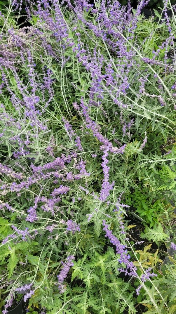 Perowskia Łobodolistna 'Lacey Blue' (Perovskia atriplicifolia 'Lacey Blue')1