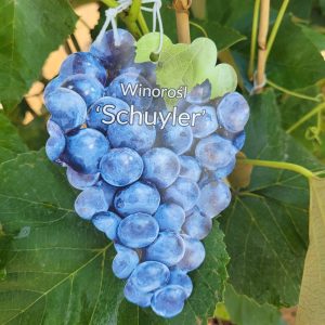 Winogron/winorośl 'Schuyler'