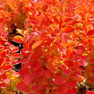 Berberys Thunberga (Berberis thunbergii ‘Orange Ice’)
