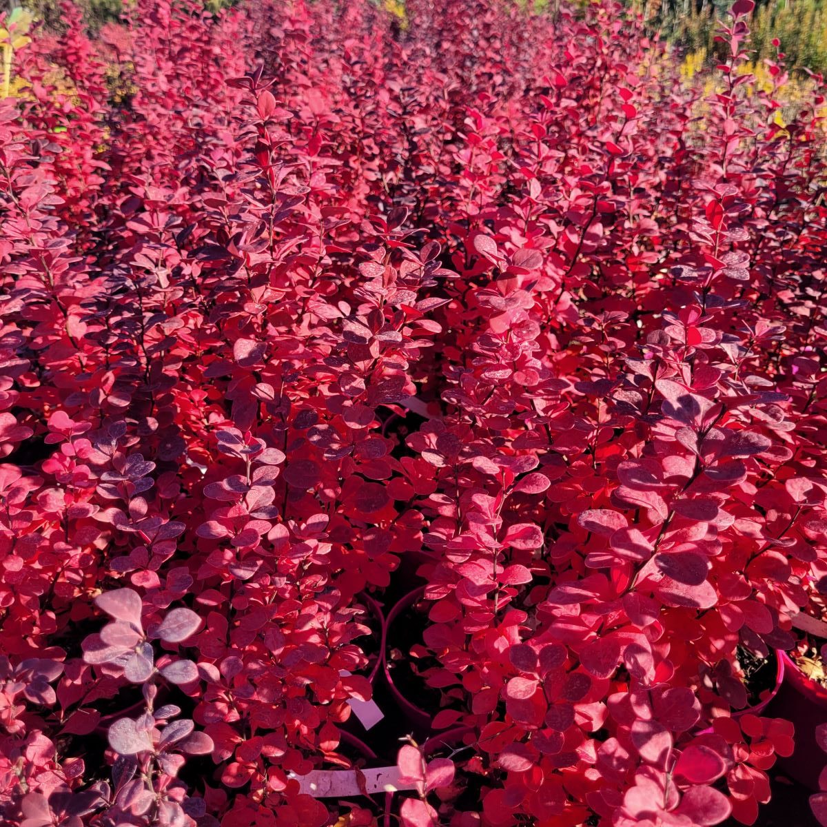 Berberys Thunberga Berberis thunbergii ‘Orange Rocket’