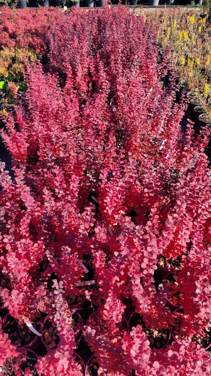 Berberys Thunberga Berberis thunbergii ‘Orange Rocket’1