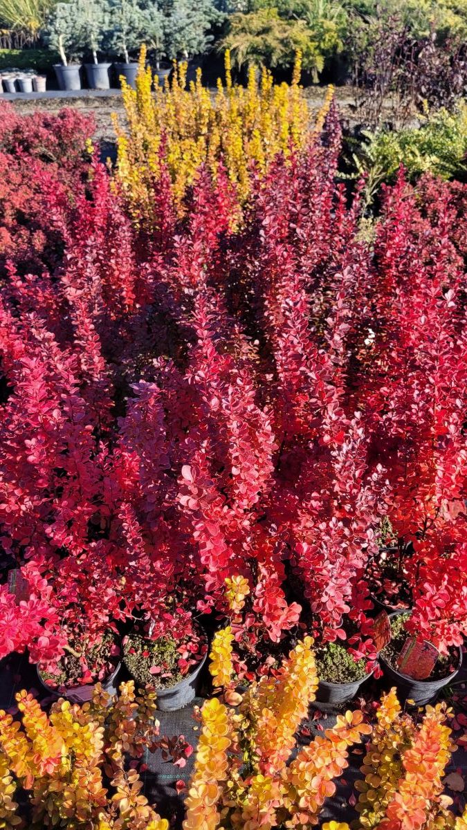 Berberys Thunberga Berberis thunbergii ‘Volcano’1 (1)