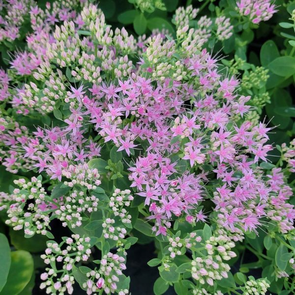 Rozchodnik Okazały 'Brillant' Sedum spectabile 'Brillant'