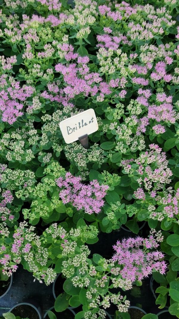 Rozchodnik Okazały 'Brillant' Sedum spectabile 'Brillant'1