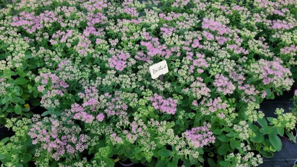Rozchodnik Okazały 'Brillant' Sedum spectabile 'Brillant'2