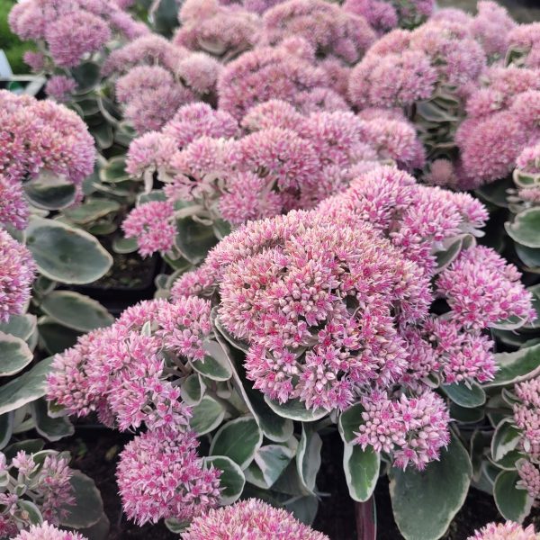 Rozchodnik Okazały 'La Vie En Rose' Sedum telephium 'La Vie En Rose' 1
