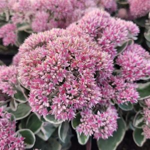 Rozchodnik Okazały 'La Vie En Rose' Sedum telephium 'La Vie En Rose'