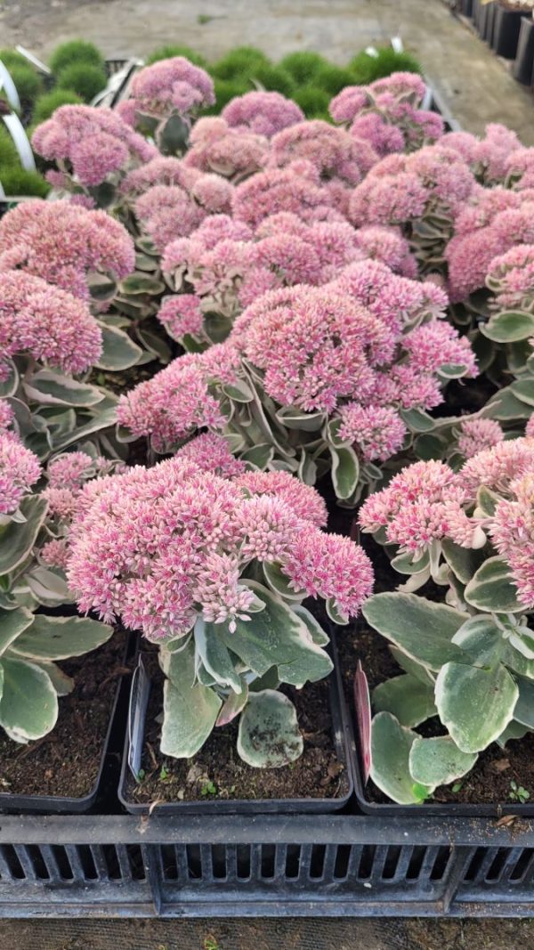 Rozchodnik Okazały 'La Vie En Rose' Sedum telephium 'La Vie En Rose'2