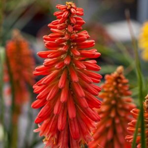 kniphofia-redhot-popsicle-Trytoma