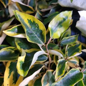 Oliwnik Ebbinga 'Gilt Edge' (Elaeagnus × ebbingei 'Gilt Edge')