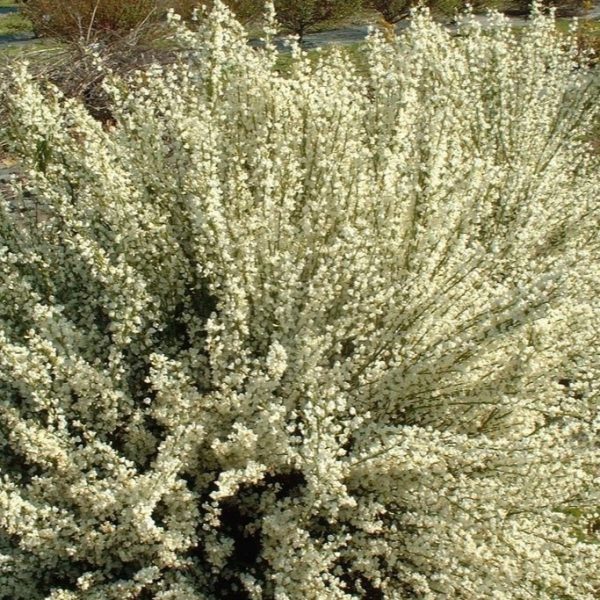 żarnowiec albus