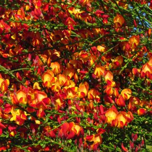 Zarnowiec Cytisus Lena