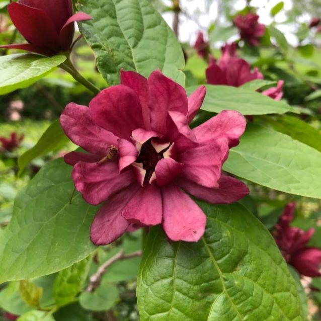 Kielichowiec ‘Hartlage Wine’ Calycanthus ×raulstonii ‘Hartlage Wine’