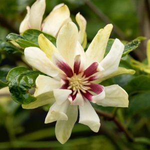 Kielichowiec ‘Venus’ Calycanthus ‘Venus’