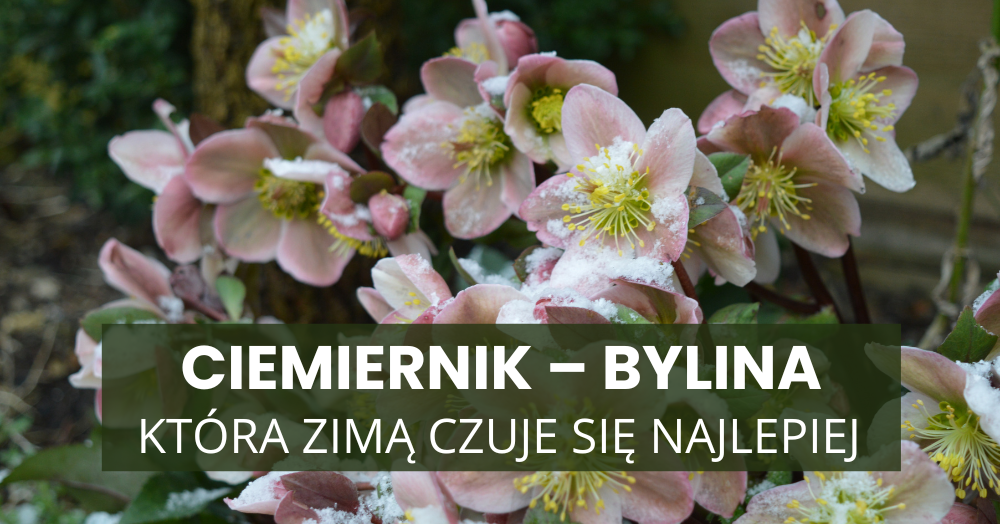 Ciemiernik – bylina, która zimą czuje się najlepiej. Dlaczego właśnie wtedy warto ją posadzić?