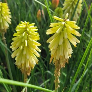 Trytoma ‘Poco Citron’ kniopfa