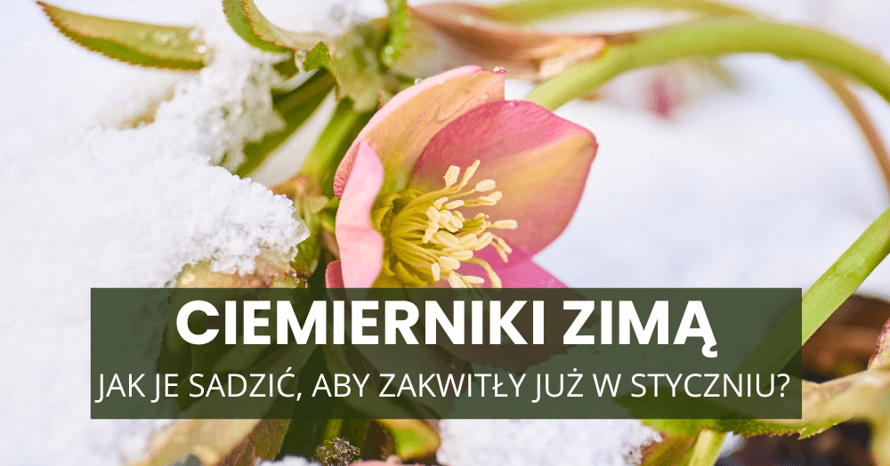 Ciemierniki zimą – jak je sadzić, aby zakwitły już w styczniu?