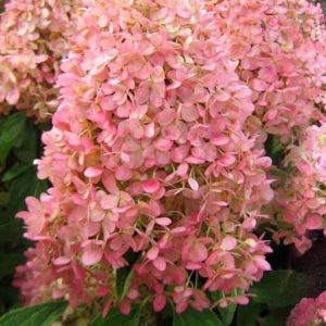 hortensja-bukietowa-magical-candle