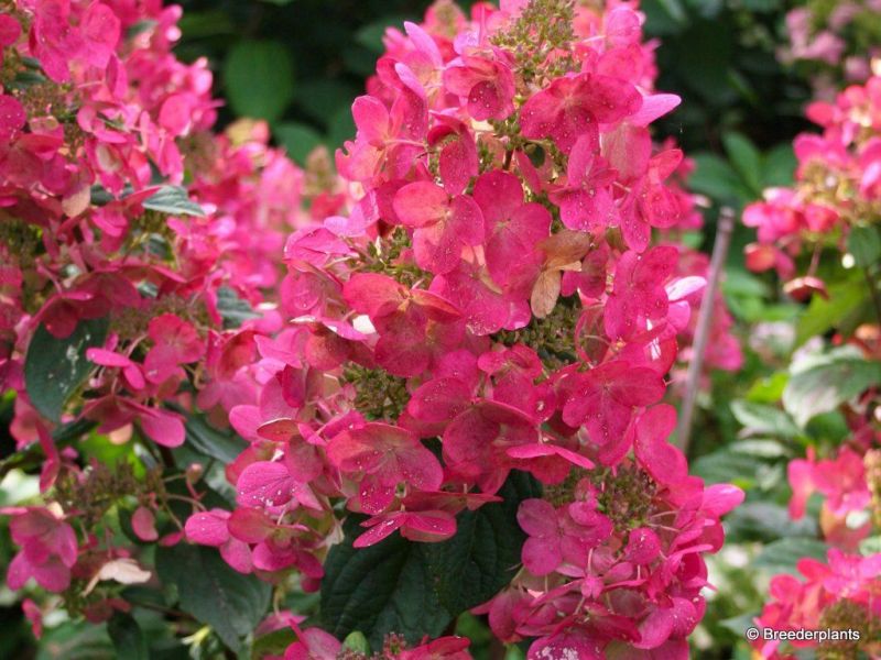 hortensja bukietowa magical flame 1