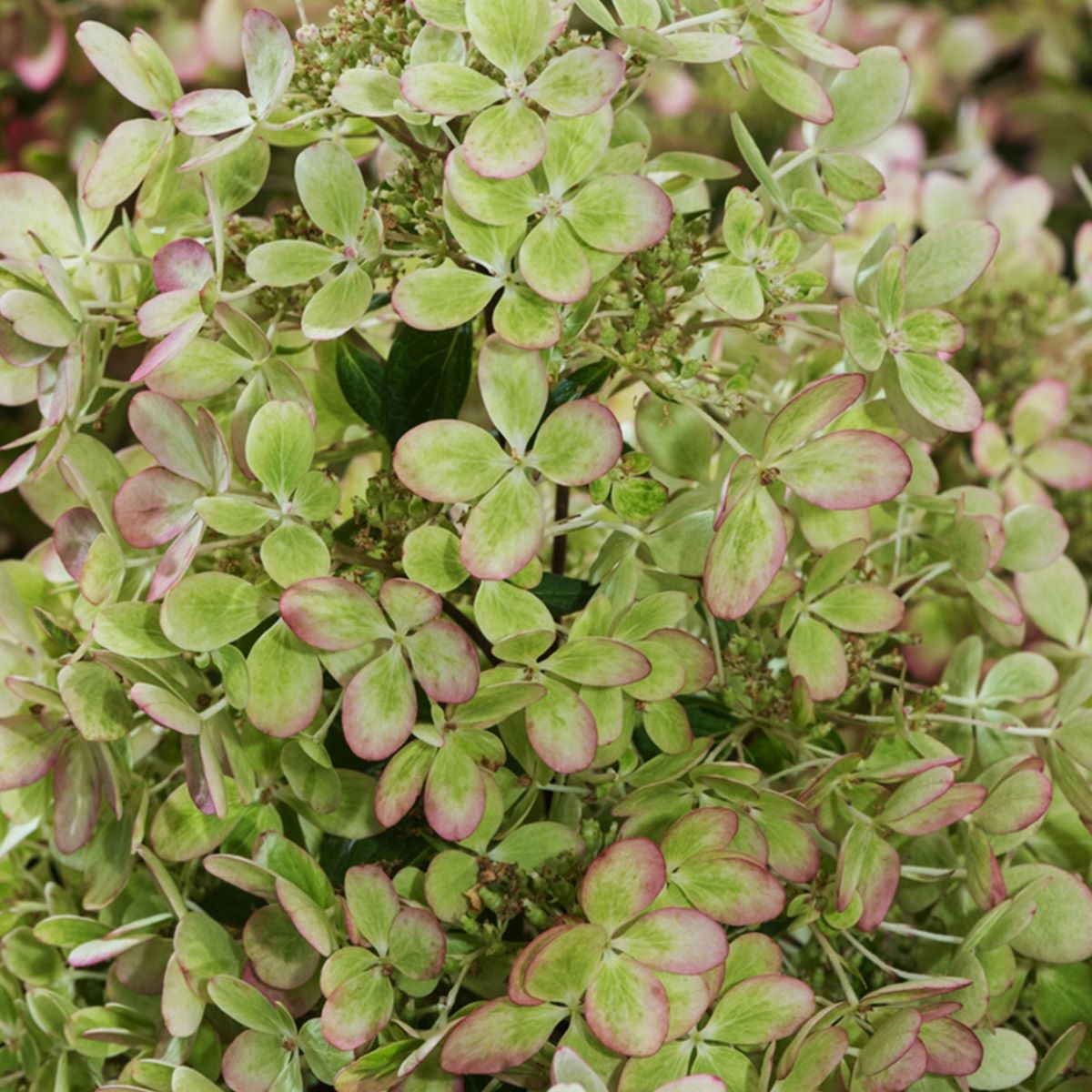 hortensja bukietowa pastelgreen