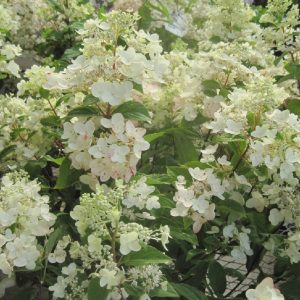 hortensja bukietowa tickled pink