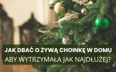 Jak dbać o żywą choinkę w domu, aby wytrzymała jak najdłużej? Poradnik krok po kroku