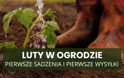 Luty w ogrodzie – pierwsze sadzenia i pierwsze wysyłki. Co możesz zamówić już teraz?