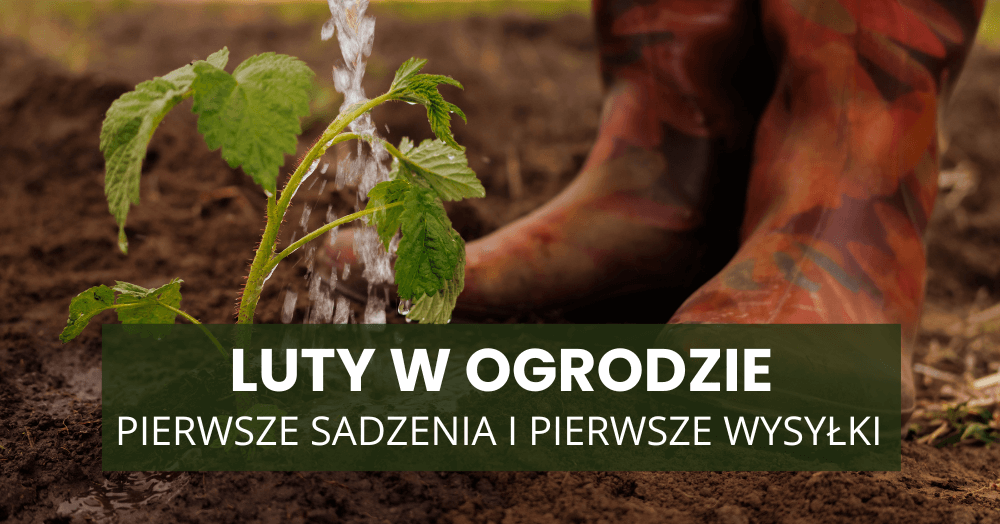 Luty w ogrodzie – pierwsze sadzenia i pierwsze wysyłki. Co możesz zamówić już teraz?