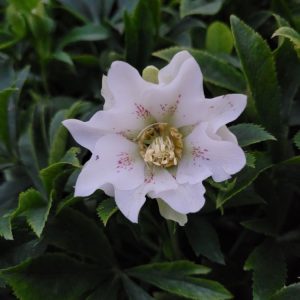 Ciemiernik 'Double White'