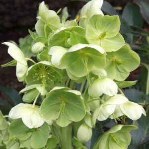 Ciemiernik Korsykański Helleborus argutifolius 'Green Dwarf'2