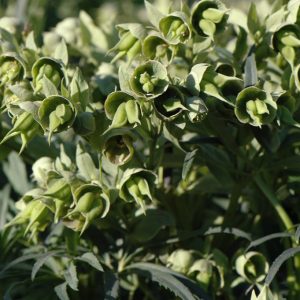 Ciemiernik cuchnący Helleborus foetidus 'Spring Chimes'3